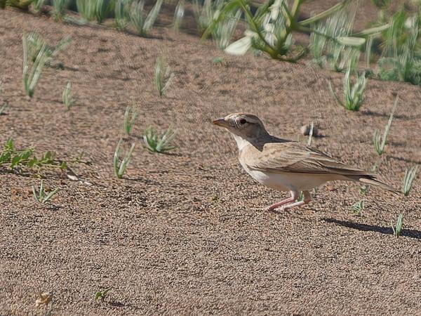 <h3><a href="/trips/marokko/biota/animalia/chordata/aves/040 passeriformes/073 alaudidae/calandrella brachydactyla/calandrella brachydactyla-nl.html">Calandrella&nbsp;brachydactyla</a> / Greater&nbsp;short‑toed&nbsp;lark / Kortteenleeuwerik</h3>OM-1 Mark II met OLYMPUS M.150-400mm F4.5 TC, 1/2000 sec  bij F5.6, ISO 500, afstand 35.6&nbsp;m